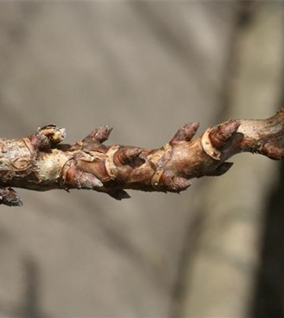 Blattläuse an Johannisbeeren