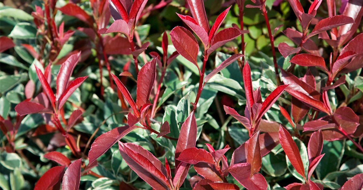 Photinia-x-fraseri-Cassini-1200x630-proportionalsmallest.webp