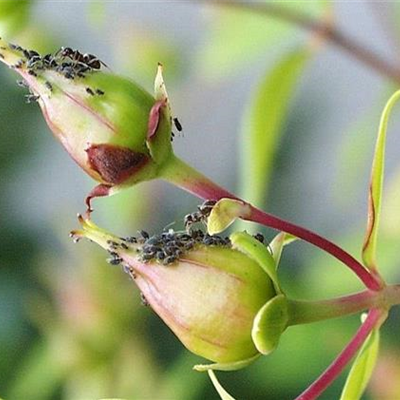 Blattläuse an Johanniskraut