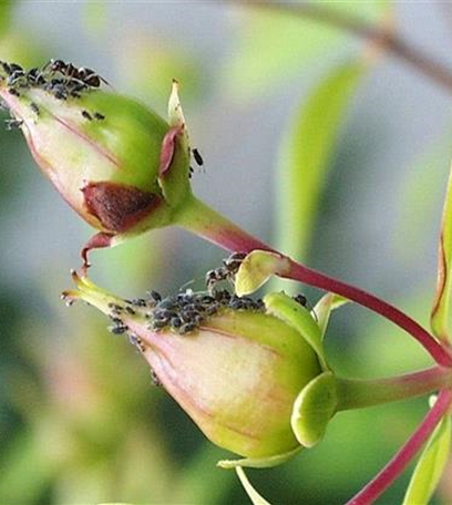 Blattläuse an Johanniskraut