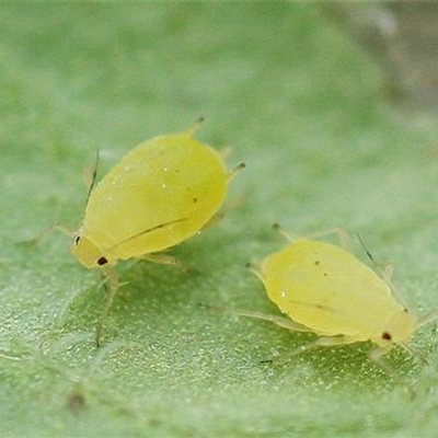 Blattläuse an Kartoffeln