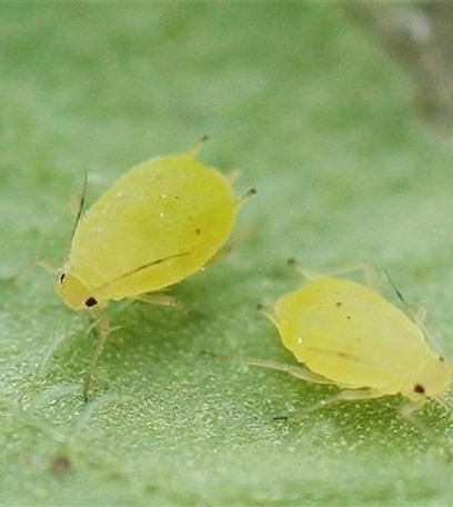 Blattläuse an Kartoffeln