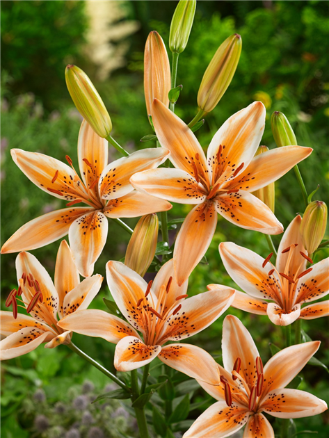 Lilium 'Orange Electric', Asiatische Lilie 'Orange Electric'