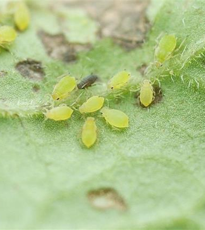 Blattläuse an Kartoffeln