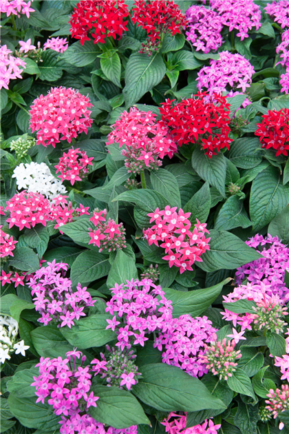 Pentas lanceolata, Fnfzahlstrauch