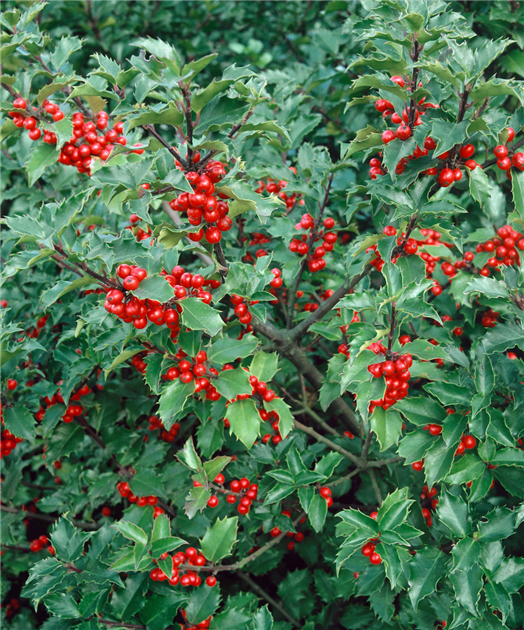 Ilex meserveae 'Blue Princess', Fruchtende Stechpalme 'Blue Princess'