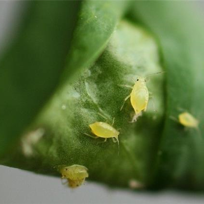 Blattläuse an Liguster