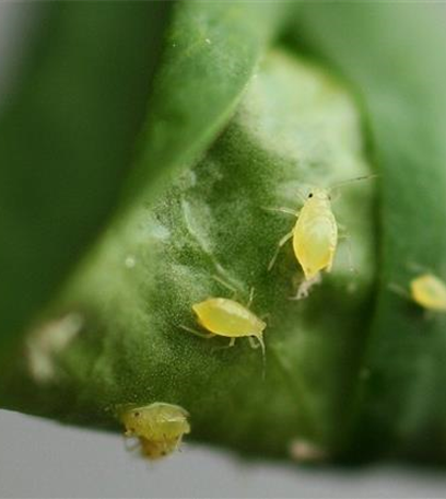 Blattläuse an Liguster