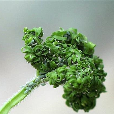 Blattläuse an Möhren