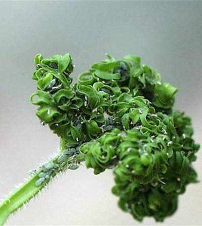 Blattläuse an Möhren