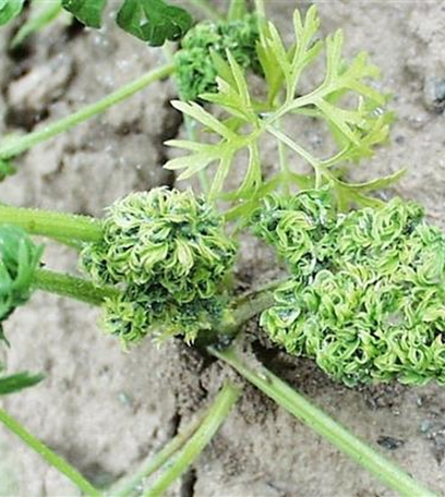 Blattläuse an Möhren