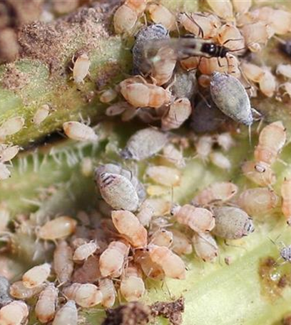 Blattläuse an Möhren