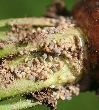 Blattläuse an Möhren