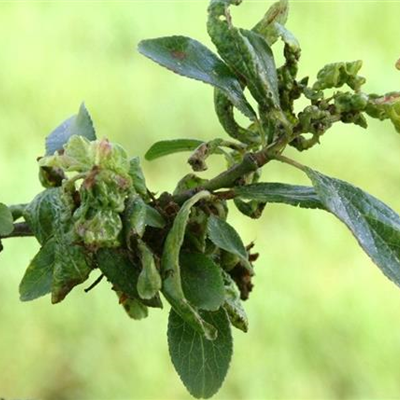 Blattläuse an Pflaumen und Zwetschen