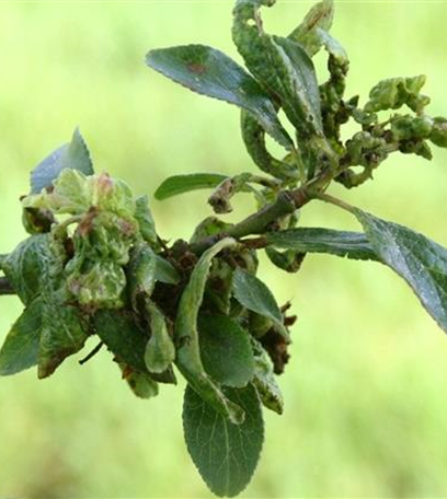 Blattläuse an Pflaumen und Zwetschen
