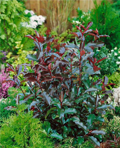 glanzmispel mulchen Photinia fraseri 'Little Red Robin' / Kleine Rote Glanzmispel main image 0
