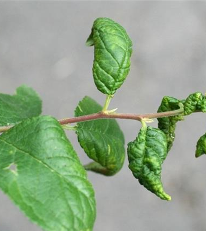 Blattläuse an Pflaumen und Zwetschen