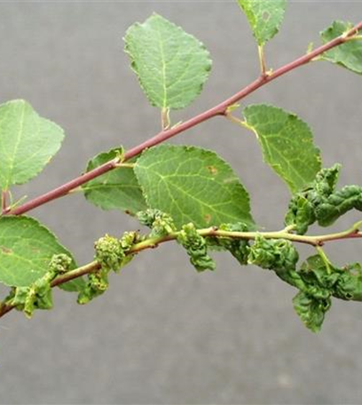 Blattläuse an Pflaumen und Zwetschen