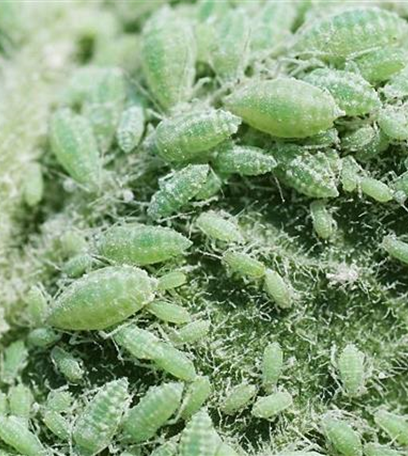 Blattläuse an Pflaumen und Zwetschen