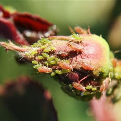 Blattläuse an Rosen