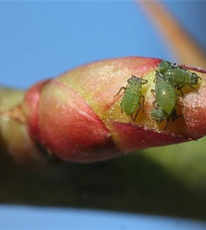 Blattläuse an Rosen