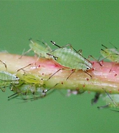 Blattläuse an Rosen