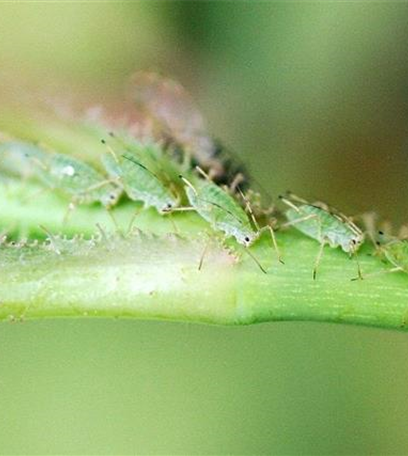 Blattläuse an Rosen