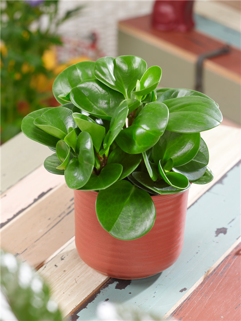 crassula argentea gollum variegata Crassula Ovata Gollum Variegata – VI Plant Shop