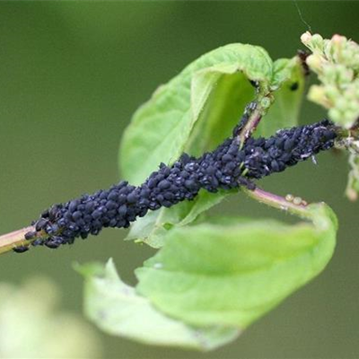 Blattläuse an Schneeball