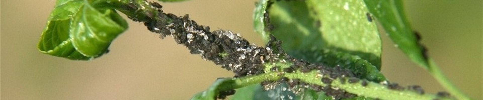 Euonymusblattlaeuse2-800x600