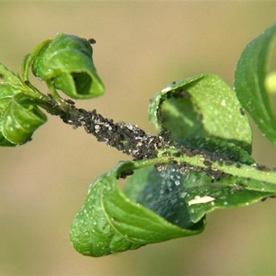 Blattläuse an Spindelstrauch und Pfaffenhütchen