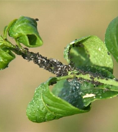 Blattläuse an Spindelstrauch und Pfaffenhütchen