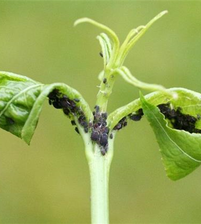 Blattläuse an Spindelstrauch und Pfaffenhütchen