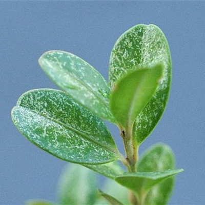 Spinnmilben an Buchsbaum