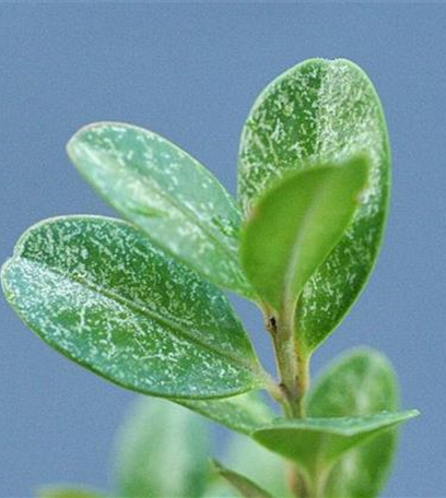 Spinnmilben an Buchsbaum