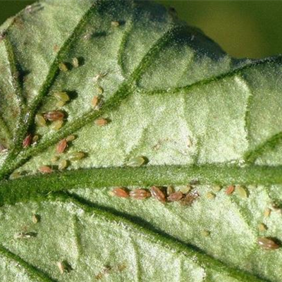 Blattläuse an Tomaten