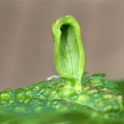 Blattläuse an Ulmen