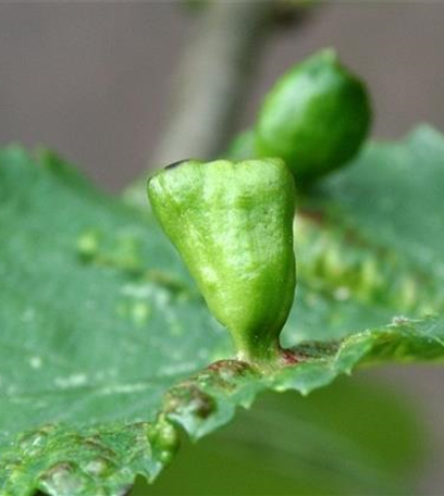 Blattläuse an Ulmen