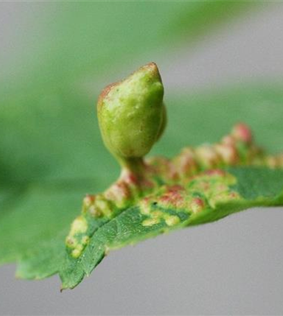 Blattläuse an Ulmen