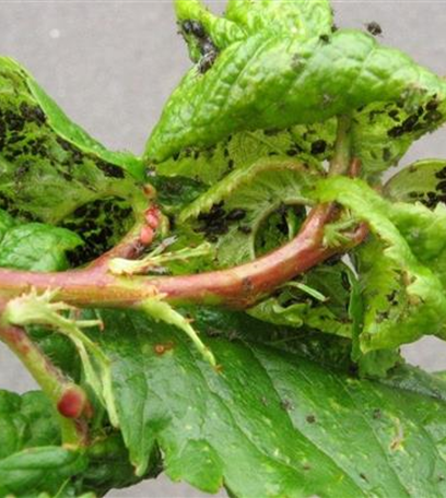 Schwarze Kirschenblattlaus