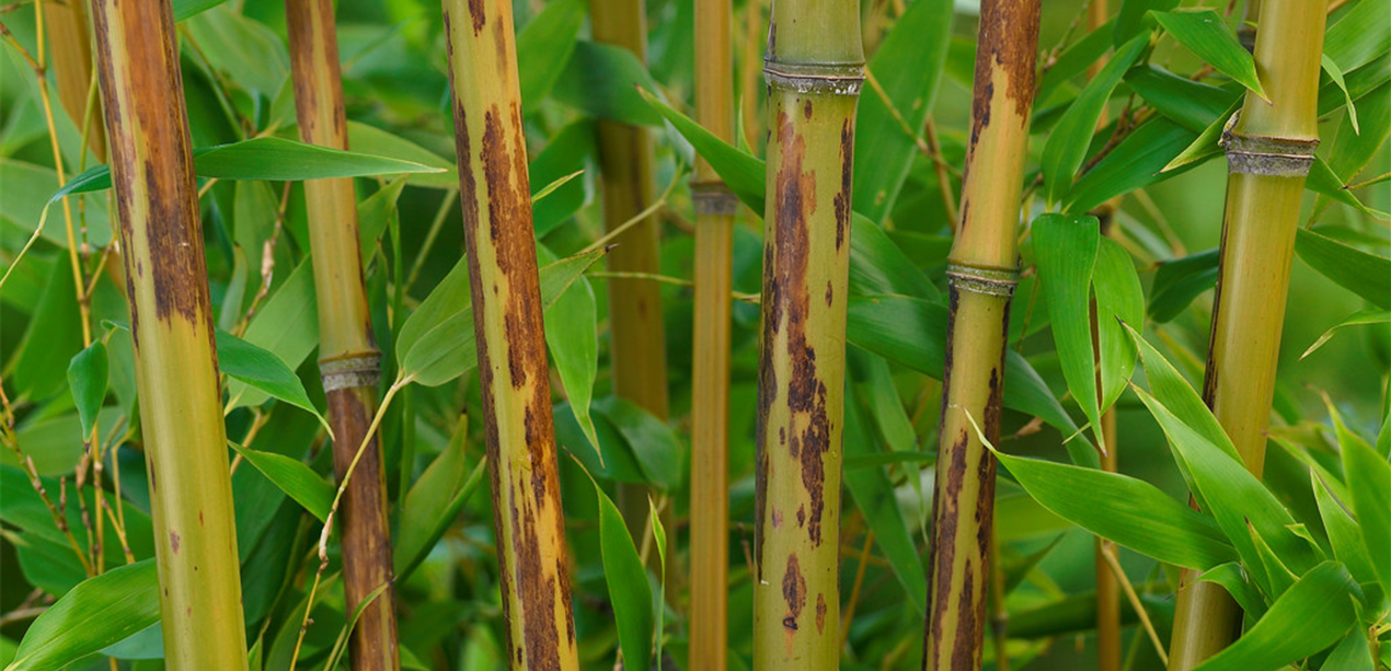 Phyllostachys nigra Boryana