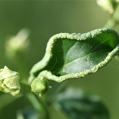 Blattrandgallmilbe an Pfaffenhütchen