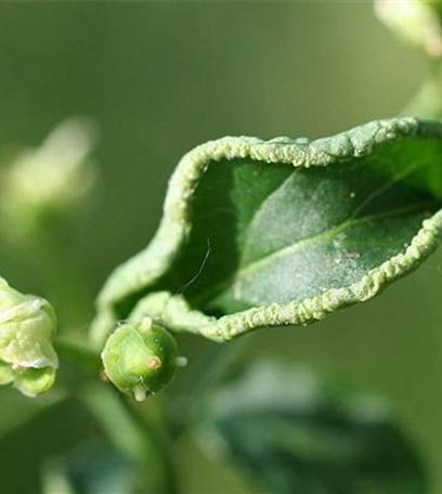 Blattrandgallmilbe an Pfaffenhütchen