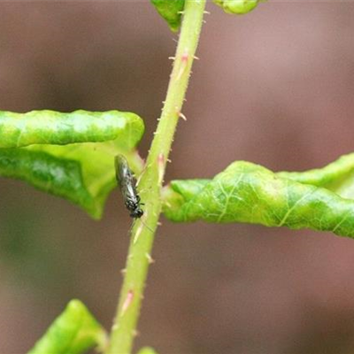 Blattrollwespe an Rosen