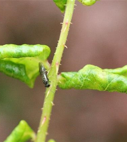 Blattrollwespe an Rosen