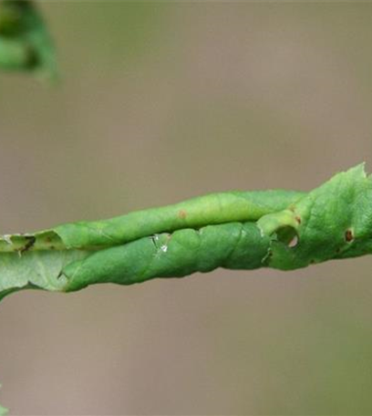 Blattrollwespe an Rosen