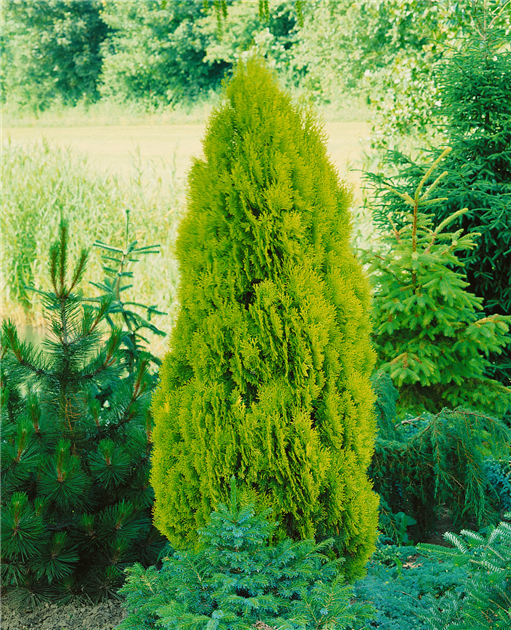 zimmerpflanzen dünger dm Zimmerpflanzen Dünger 0,5l – Foliage Dreams main image 0