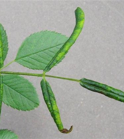 Blattrollwespe an Rosen