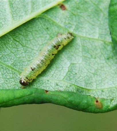 Blattrollwespe an Rosen