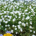 Linum perenne 'Album'